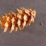 Cone of an Engelmann spruce