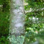 Bark of a Fraser fir