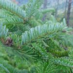 Needle of a Fraser fir