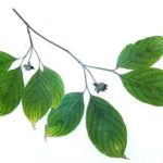 Leaves of a flowering dogwood