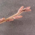 Twig and buds of a fragrant sumac