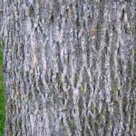 Green Ash bark