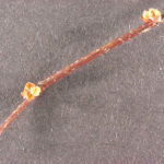 Twig and buds of a hackberry