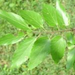 Leaves of a hackberry