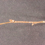 Twig and buds of an Eastern Hophornbeam