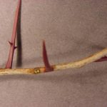 Twig and buds of a honeylocust