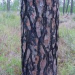 Bark of a longleaf pine