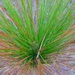 Distinguishing characteristics of a longleaf pine - its feathery needles
