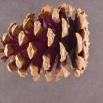 Cone of a loblolly pine
