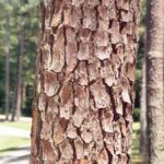 Bark of a loblolly pine