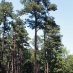 Form of a loblolly pine