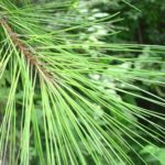 Needles of a loblolly pine