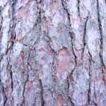 Bark of a red pine