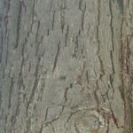 Bark of a mockernut hickory