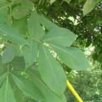 Leaves of a mockernut hickory