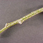 Twig and buds of a mimosa
