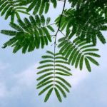 Leaves of a mimosa