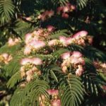 Flowers of a mimosa