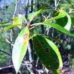 Leaves of a mountain laurel