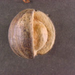 Fruit of a mockernut hickory