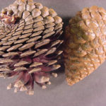 Cones of a Monterey pine