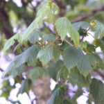 Leaves of a mountain maple