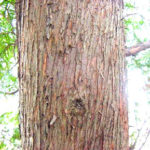 Bark of a northern white cedar