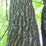 Bark of a Northern red oak