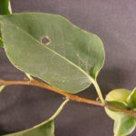 common persimmon leaves