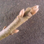 Twig and bud of a pin oak