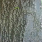 Bark of a pin oak
