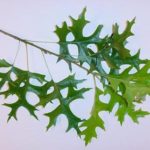 Leaves of a pin oak