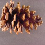 Cone of a ponderosa pine