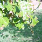 Leaves of a post oak