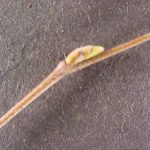 Twig and bud of a river birch