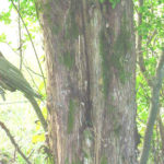 Bark of an Eastern red cedar