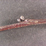 Twig and bud of an Eastern redbud