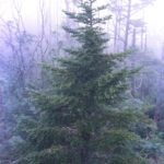Another view of a Fraser fir form