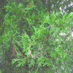 Needles of an Eastern red cedar