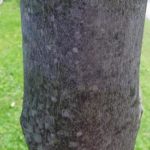 Bark of a red maple