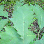 Leaves of a Northern red oak