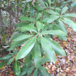 Leaves of a rosebay rhododendron
