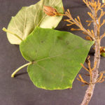 Leaves for a royal paulownia
