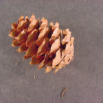 Cone of a red spruce