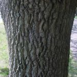 Bark of a sawtooth oak
