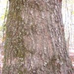 Bark of a scarlet oak