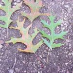 Leaves of a scarlet oak