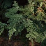 Green needles of coastal redwood