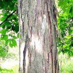 Bark of a shagbark hickory