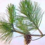 Needles of a shortleaf pine3